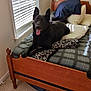 Shadow is registered to the contest to win money with this photo: dog, black_dog, pet, bed, bedding, pillow, blanket, window, sunlight, indoor, wooden_bedframe, headboard, carpet, tongue_out, ears_up, plaid, smile, mattress, blanket_pattern, relaxed