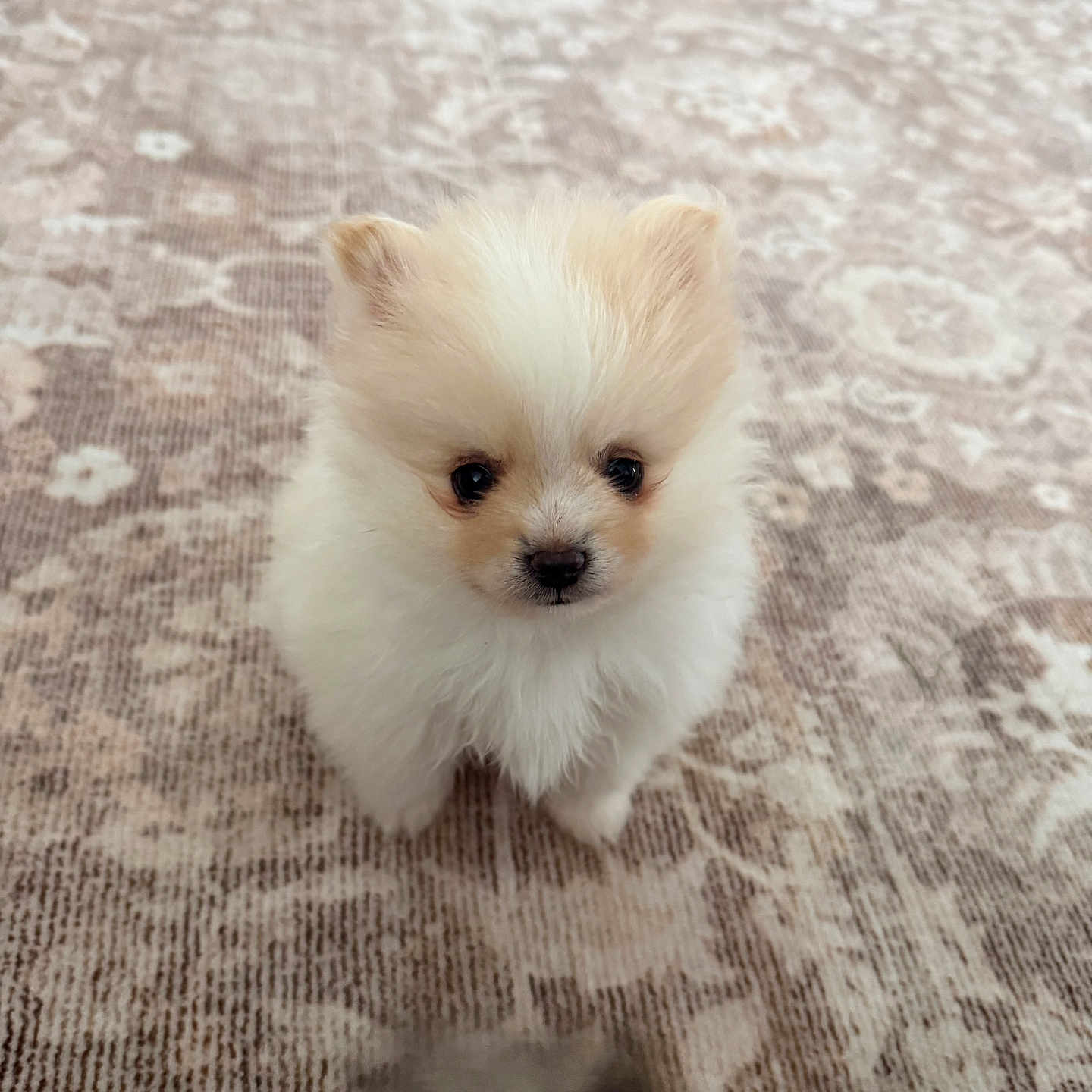 Ollie
