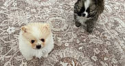 Ollie joined the competition — help win amazing prizes! puppy, dog, pomeranian, fluffy, small, cute, pet, animal, indoor, carpet, patterned_rug, floor, fur, adorable, young, two, standing, looking_up, domestic, companion