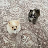adorable, animal, carpet, companion, cute, dog, domestic, floor, fluffy, fur, indoor, looking_up, patterned_rug, pet, pomeranian, puppy, small, standing, two, young