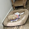 Ollie is registered to the contest to win money with this photo: puppy, dog, sleeping, bed, pet_bed, stuffed_toy, bunny_toy, floor, wooden_floor, wooden_table_leg, basket, woven_basket, beige, cozy, indoor, resting, cute, small_dog, fluffy, peaceful