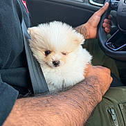 Ollie is registered to the contest to win money with this photo: puppy, dog, fluffy, white, car_interior, steering_wheel, hand, arm, tattoo, seatbelt, closeup, pet, cute, animal, young_dog, casual_clothing, human, comfort, indoor, transportation