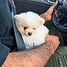 animal, arm, car_interior, casual_clothing, closeup, comfort, cute, dog, fluffy, hand, human, indoor, pet, puppy, seatbelt, steering_wheel, tattoo, transportation, white, young_dog