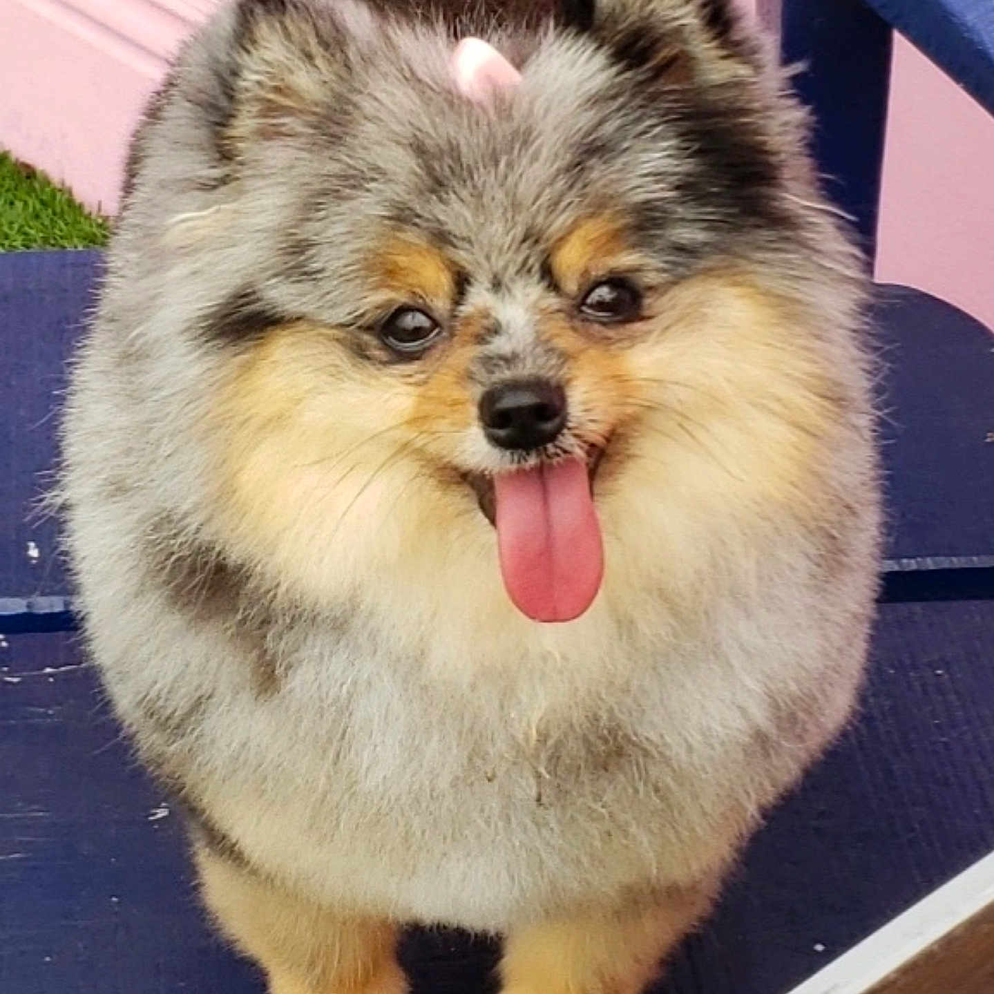 Kokobean