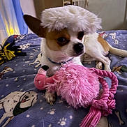 Scooter joined the competition — help win amazing prizes! animal, bed, bedroom, blanket, brown_patches, chewing, collar, cozy, dog, fluffy_fur, indoors, pet, pink_toy, playful, pointed_ears, portrait, rope_toy, small_dog, toy_dog, white_fur