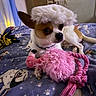 animal, bed, bedroom, blanket, brown_patches, chewing, collar, cozy, dog, fluffy_fur, indoors, pet, pink_toy, playful, pointed_ears, portrait, rope_toy, small_dog, toy_dog, white_fur