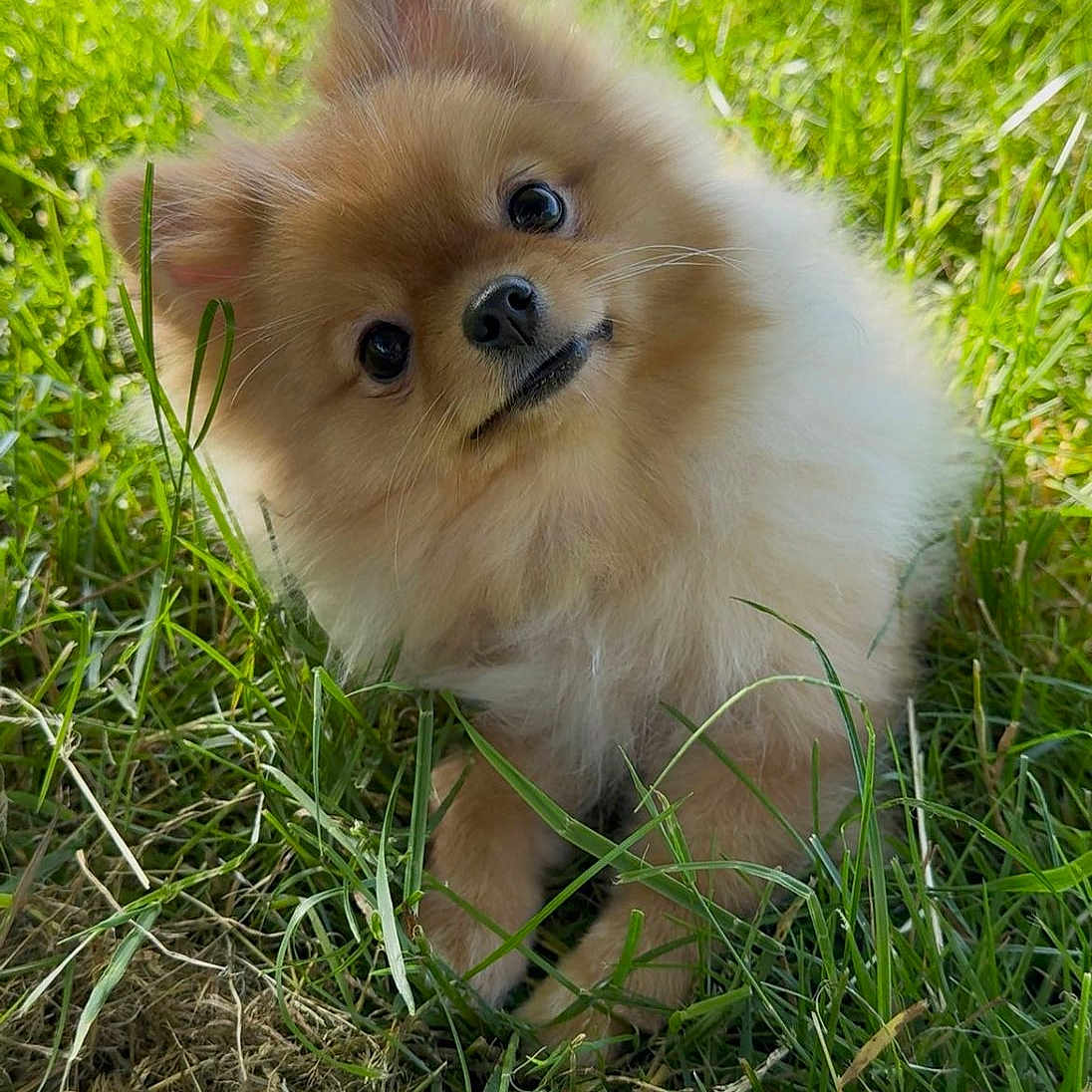 Naia a rejoint le concours — aidez-le/la à gagner de superbes lots ! dog, pomeranian, puppy, grass, outdoors, cute, fluffy, pet, small_dog, portrait, closeup, head_tilt, brown_fur, black_nose, bright_eyes, sunlight, summer, nature, sitting, paw