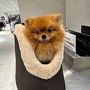Naia a rejoint le concours — aidez-le/la à gagner de superbes lots ! dog, pomeranian, pet, fluffy, brown_fur, small_dog, carrier, pet_bed, retail_store, clothing_rack, checkout_counter, countertop, tiled_floor, indoor, big_eyes, portrait, ears, shopper, sign, cozy_bed