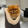 dog, pomeranian, pet, fluffy, brown_fur, small_dog, carrier, pet_bed, retail_store, clothing_rack, checkout_counter, countertop, tiled_floor, indoor, big_eyes, portrait, ears, shopper, sign, cozy_bed