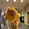 Naia participe au concours pour gagner de l'argent avec cette photo : dog, pomeranian, pet, fluffy, tongue_out, indoor, retail_store, boutique, mannequin, clothing, reflection, mirror_table, portrait, close_up, harness, small_dog, spotlights, warm_lighting, cute, standing