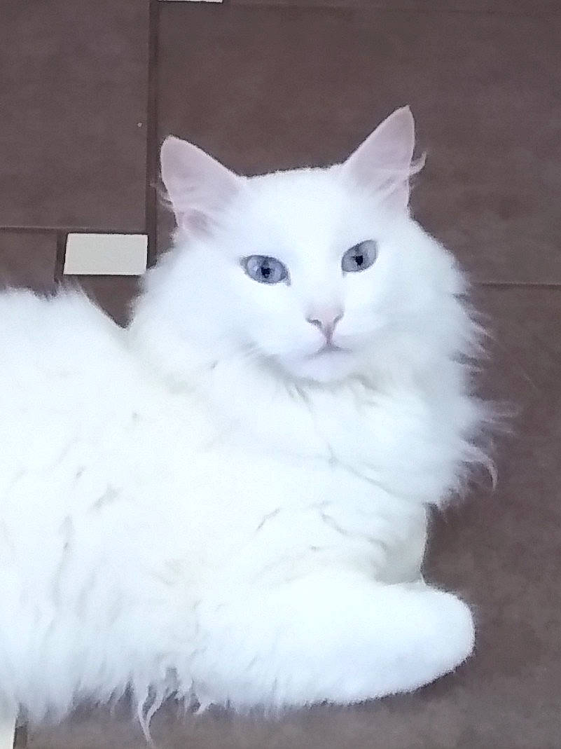 Charmant participe au concours pour gagner de l'argent avec cette photo : asian_semi_longhair, british_longhair, british_semi_longhair, carnivore, cat, cymric, domestic_long_haired_cat, eye, felidae, fur, mammal, norwegian_forest_cat, persian, ragamuffin, ragdoll, small_to_medium_sized_cats, turkish_angora, turkish_van, vertebrate, whiskers