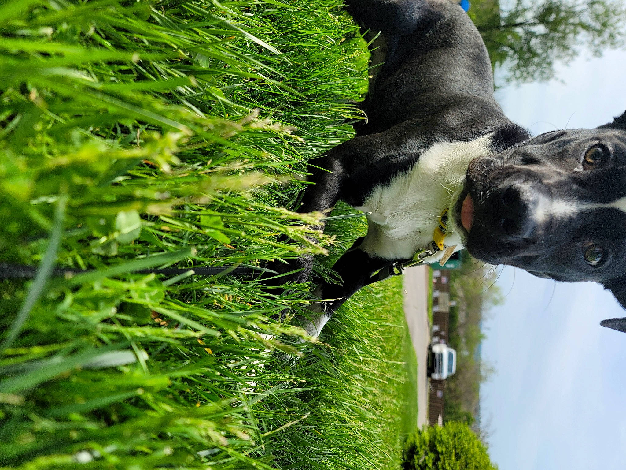 Daisy joined the competition — help win amazing prizes! art, carnivore, collar, companion_dog, dog, dog_breed, dog_collar, fawn, grass, groundcover, guard_dog, plant, sculpture, sporting_group, statue, tail, terrestrial_plant, tree, working_animal, working_dog