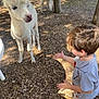 child, alpaca, animal, outdoor, sunlight, fence, ground, tree, curious, petting_zoo, nature, young_child, summer, casual_clothing, shoes, interaction, farm, daytime, brown_hair, playful