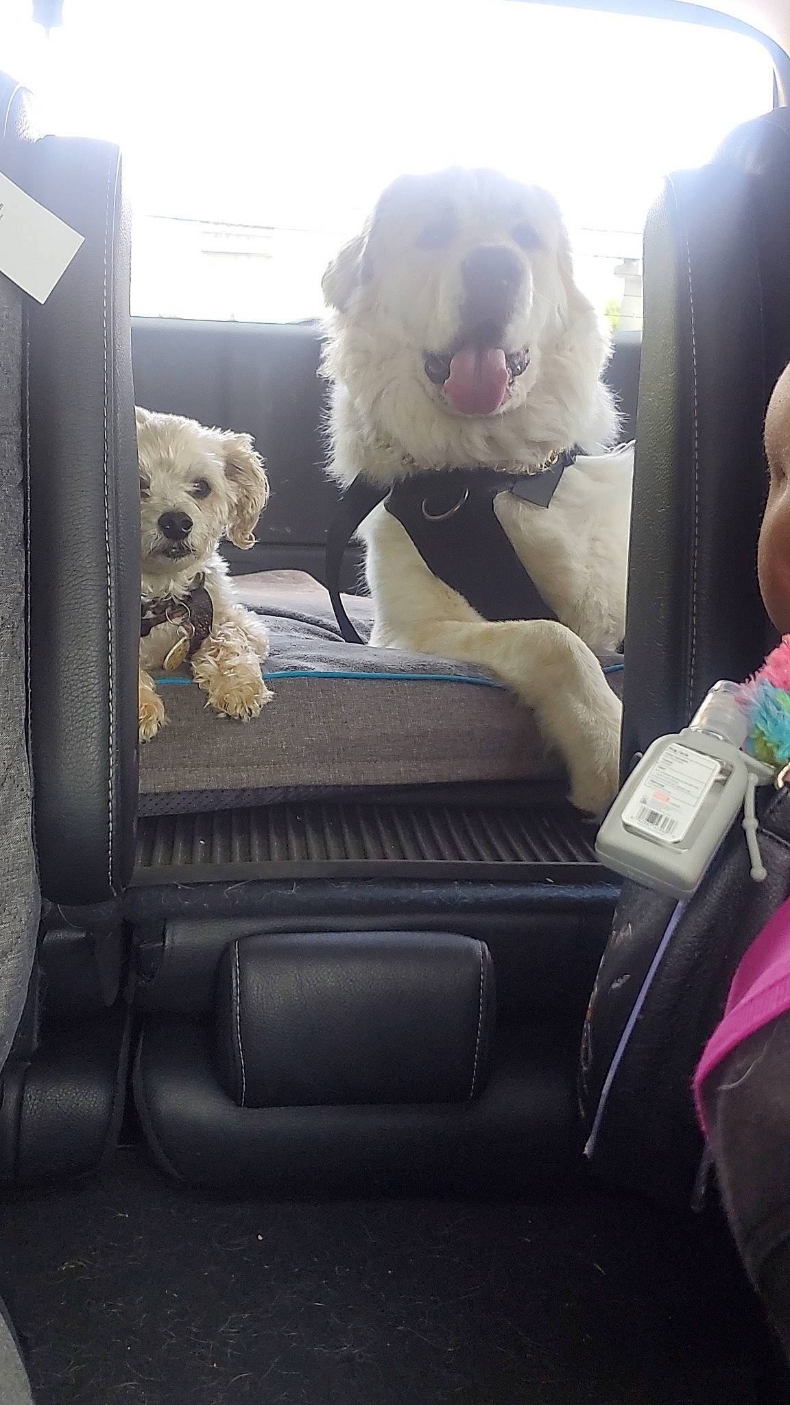 Astro is registered to the contest to win money with this photo: auto_part, baggage, canidae, car, car_seat, car_seat_cover, carnivore, companion_dog, dog, dog_breed, family_car, fur, head_restraint, luxury_vehicle, motor_vehicle, sporting_group, toy, toy_dog, vehicle, vehicle_door