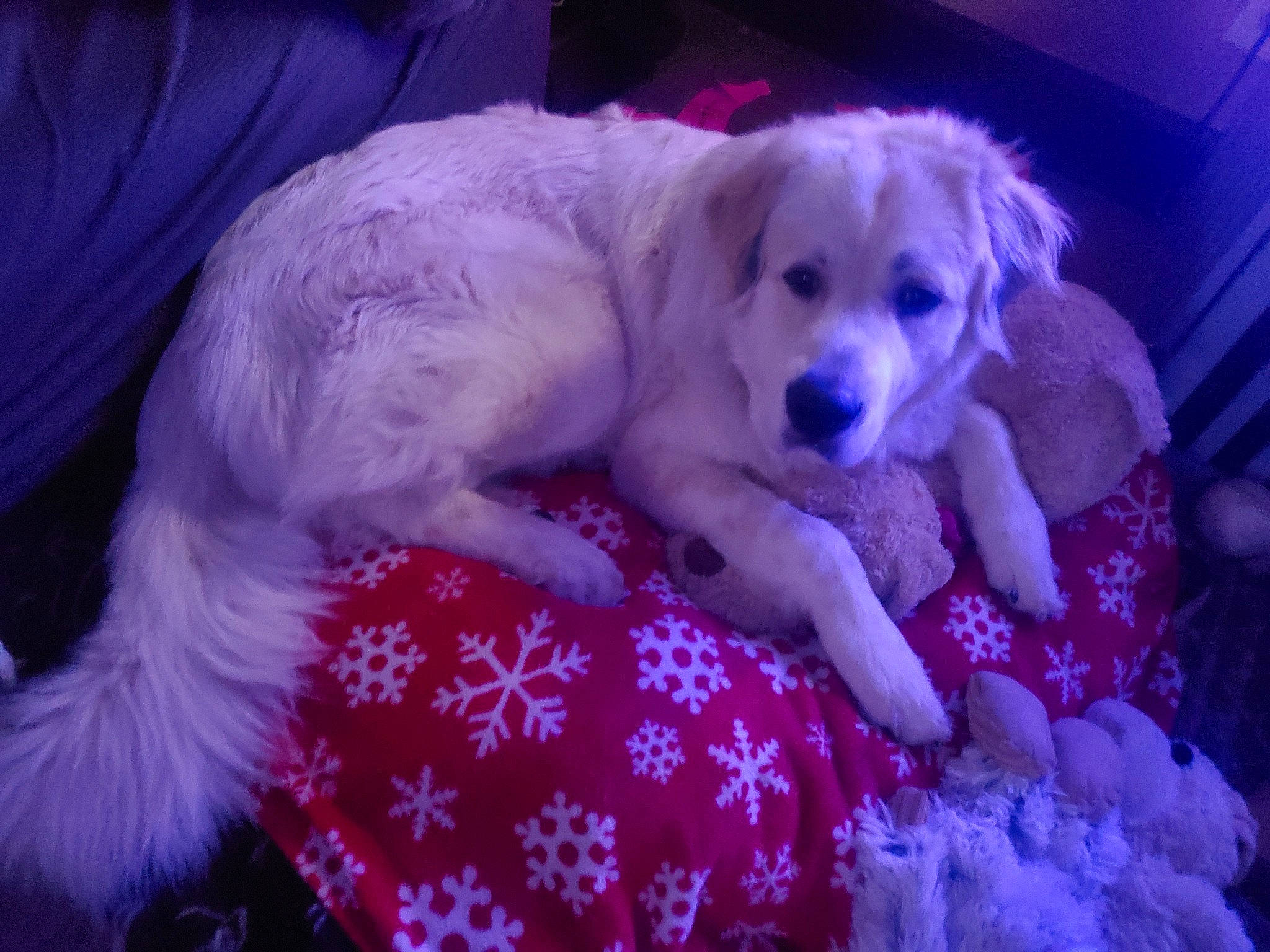 Astro is registered to the contest to win money with this photo: canidae, carnivore, companion_dog, dog, dog_breed, dog_supply, fur, magenta, paw, pink, plant, puppy_love, purple, small_greek_domestic_dog, sporting_group, toy, toy_dog