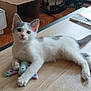 animal, bicycle, cardboard_box, cat, cute, fish_toy, floor, furniture, gray_spots, home, indoor, kitten, paw, pet, playful, relaxed, table, toy, white_cat, wooden_table