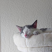 Diésel participe au concours pour gagner de l'argent avec cette photo : cat, kitten, sleeping, resting, feline, pet, indoor, cozy, plush, soft, cat_tree, white, gray, close_up, cute, animal, domestic_animal, peaceful, relaxed, fur