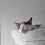 cat, kitten, sleeping, resting, feline, pet, indoor, cozy, plush, soft, cat_tree, white, gray, close_up, cute, animal, domestic_animal, peaceful, relaxed, fur