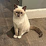 Sassy joined the competition — help win amazing prizes! accessories, angora, animal, cat, hardwood, kitten, manx, pet, siamese, strap, wood