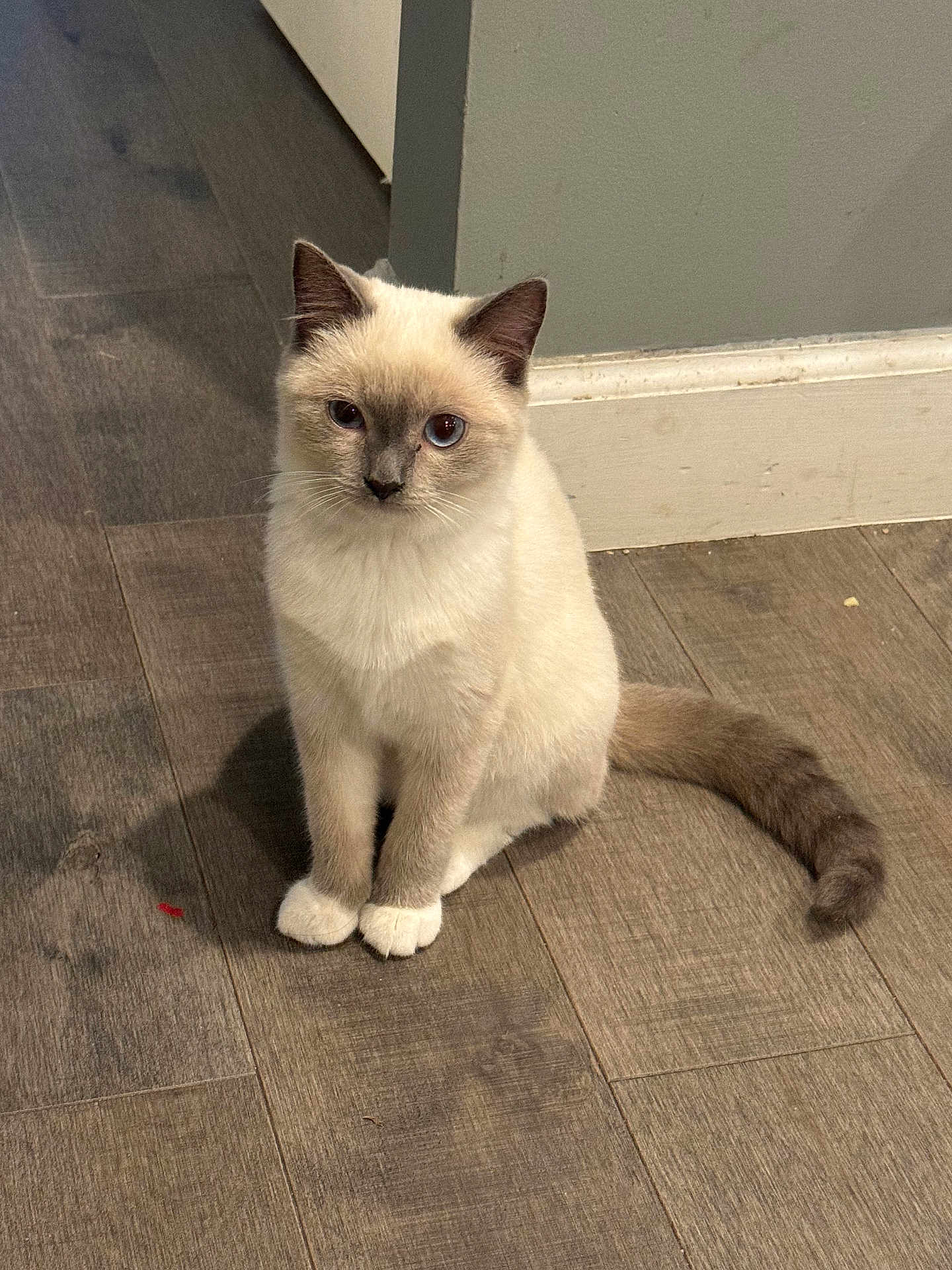 Sassy joined the competition — help win amazing prizes! accessories, angora, animal, cat, hardwood, kitten, manx, pet, siamese, strap, wood