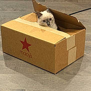 Sassy is registered to the contest to win money with this photo: angora, animal, box, canine, cardboard, carton, cat, dog, hardwood, indoors, kitten, manx, package, packagedelivery, person, pet, puppy, rabbit, siamese, sleeping