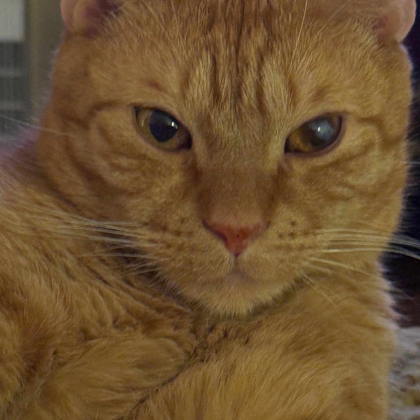 Max joined the competition — help win amazing prizes! animal, cat, close_up, cute, domestic_cat, ears, eyes, face, feline, fur, furry, ginger_cat, indoor, looking, muzzle, nose, pet, portrait, relaxed, whiskers