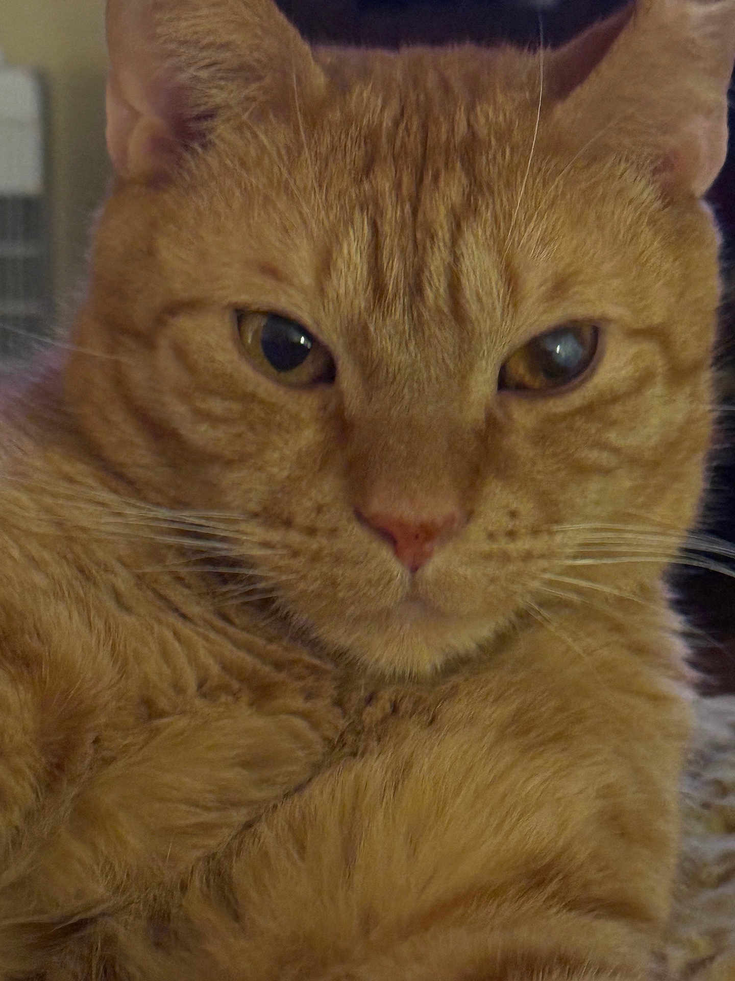 Max joined the competition — help win amazing prizes! cat, ginger_cat, close_up, feline, whiskers, fur, indoor, pet, animal, face, ears, eyes, nose, muzzle, portrait, looking, cute, domestic_cat, furry, relaxed