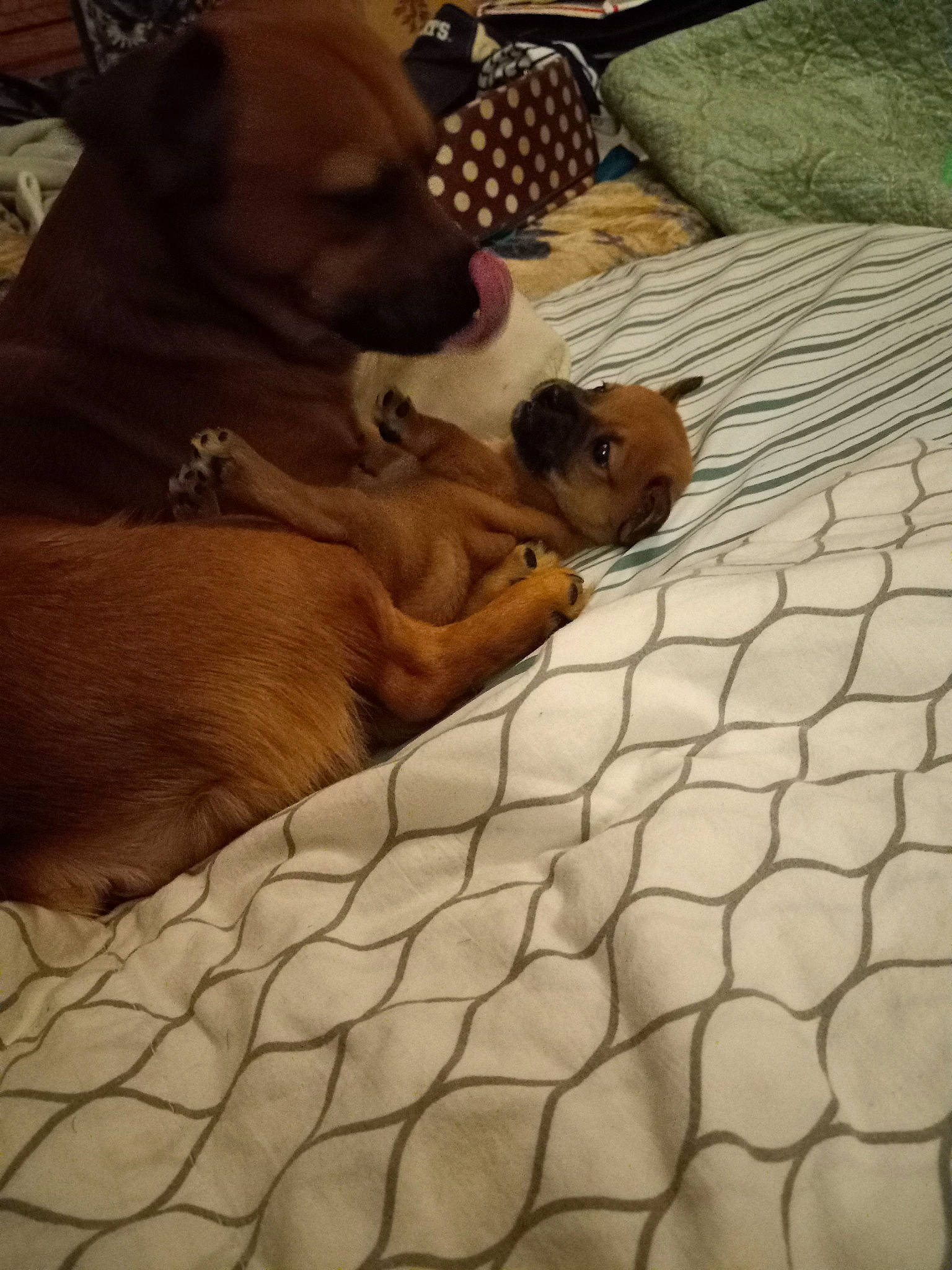 Lilman is registered to the contest to win money with this photo: bed_sheet, bedding, carnivore, comfort, companion_dog, dog, dog_breed, dog_supply, fawn, floor, flooring, hardwood, linens, liver, mammal, net, toy_dog, vertebrate, whiskers, working_animal