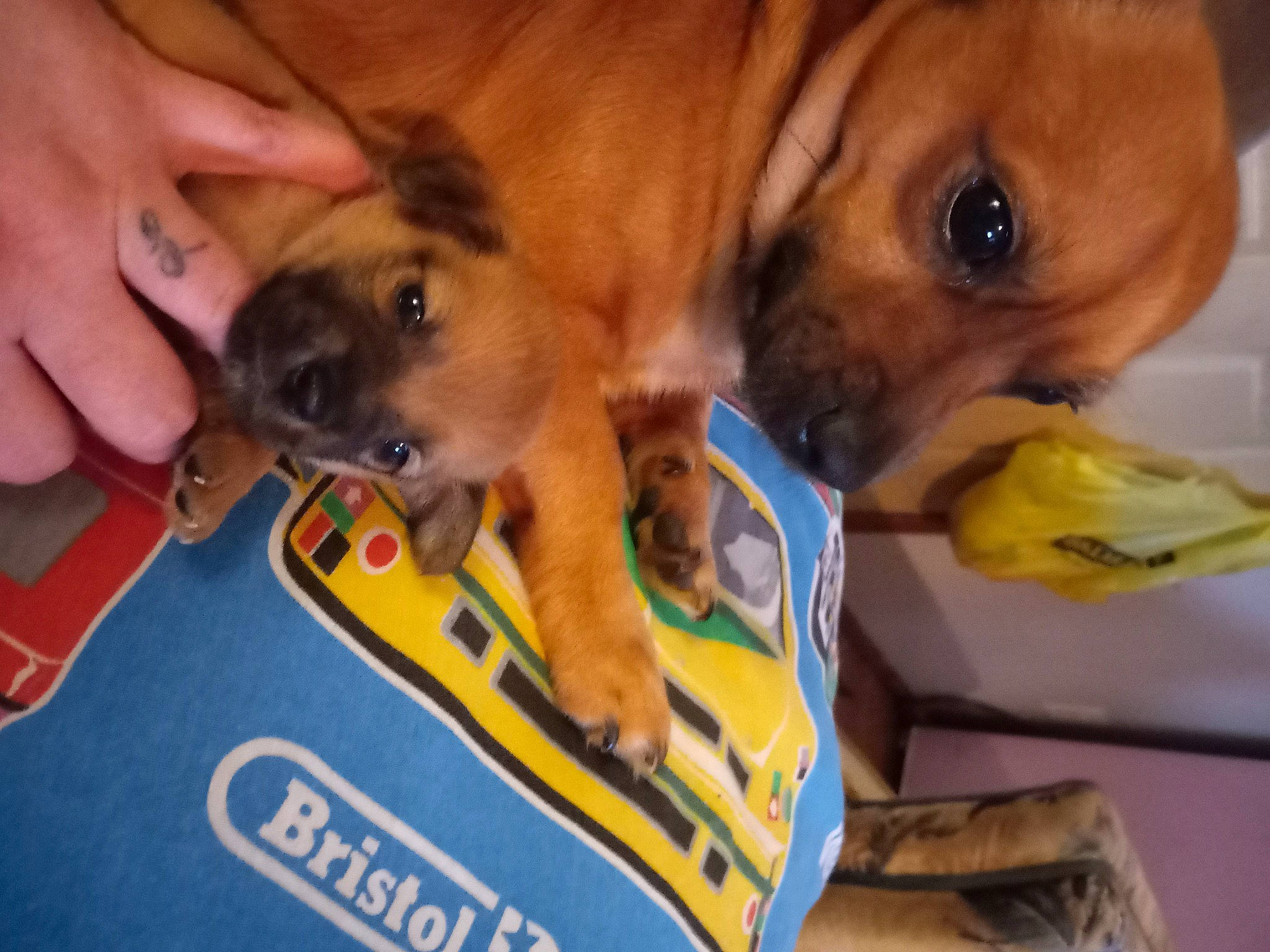 Lilman joined the competition — help win amazing prizes! canidae, carnivore, companion_dog, dog, dog_breed, dog_supply, fawn, nail, non_sporting_group, paw, pet_supply, puppy, puppy_love, snout, sporting_group, toy_dog, whiskers, working_animal