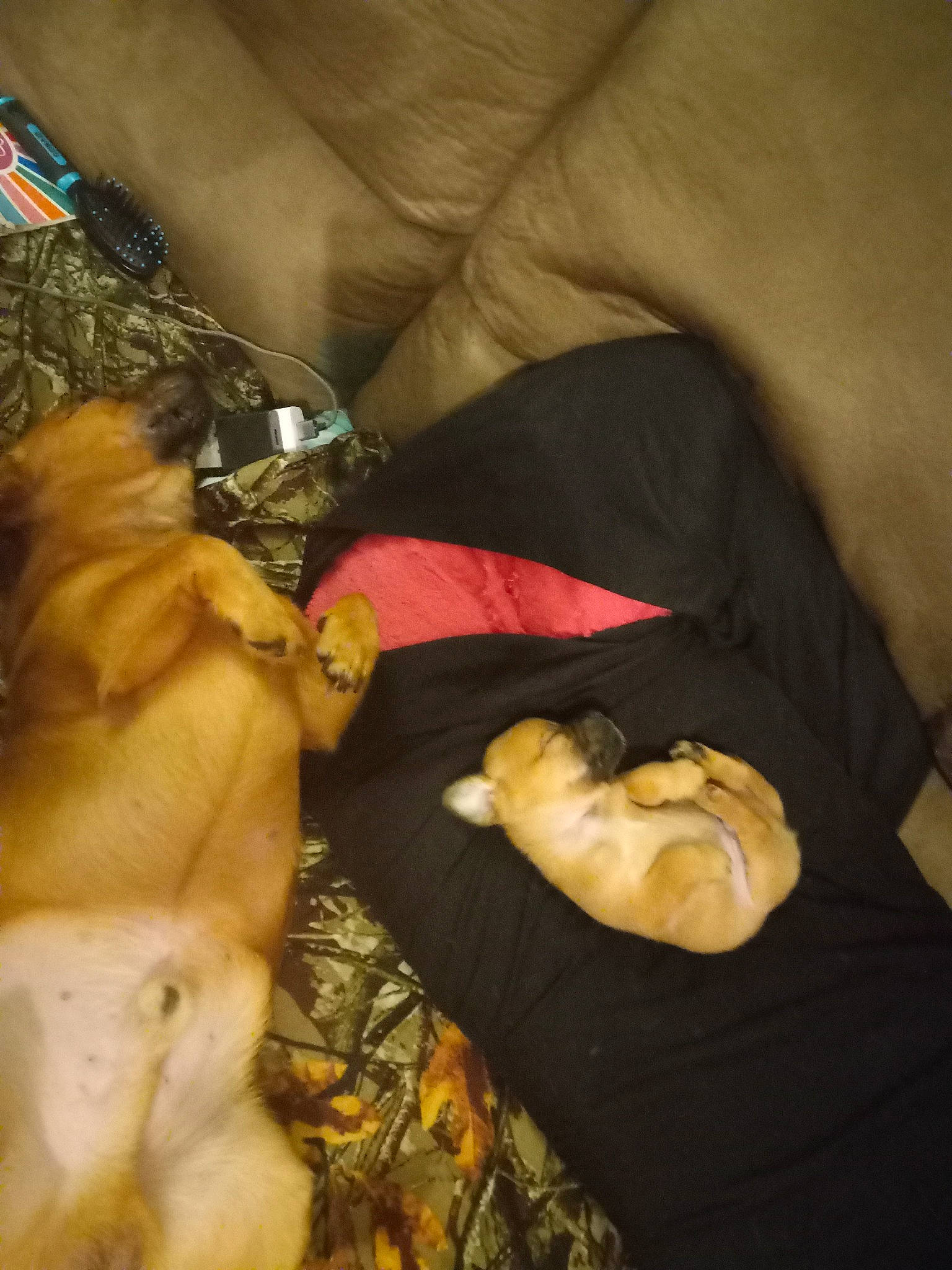 Simba is registered to the contest to win money with this photo: carnivore, chest, child, comfort, companion_dog, dog, dog_breed, fawn, felidae, flesh, fur, linens, nap, room, snout, toy, toy_dog, whiskers, working_animal, wrinkle