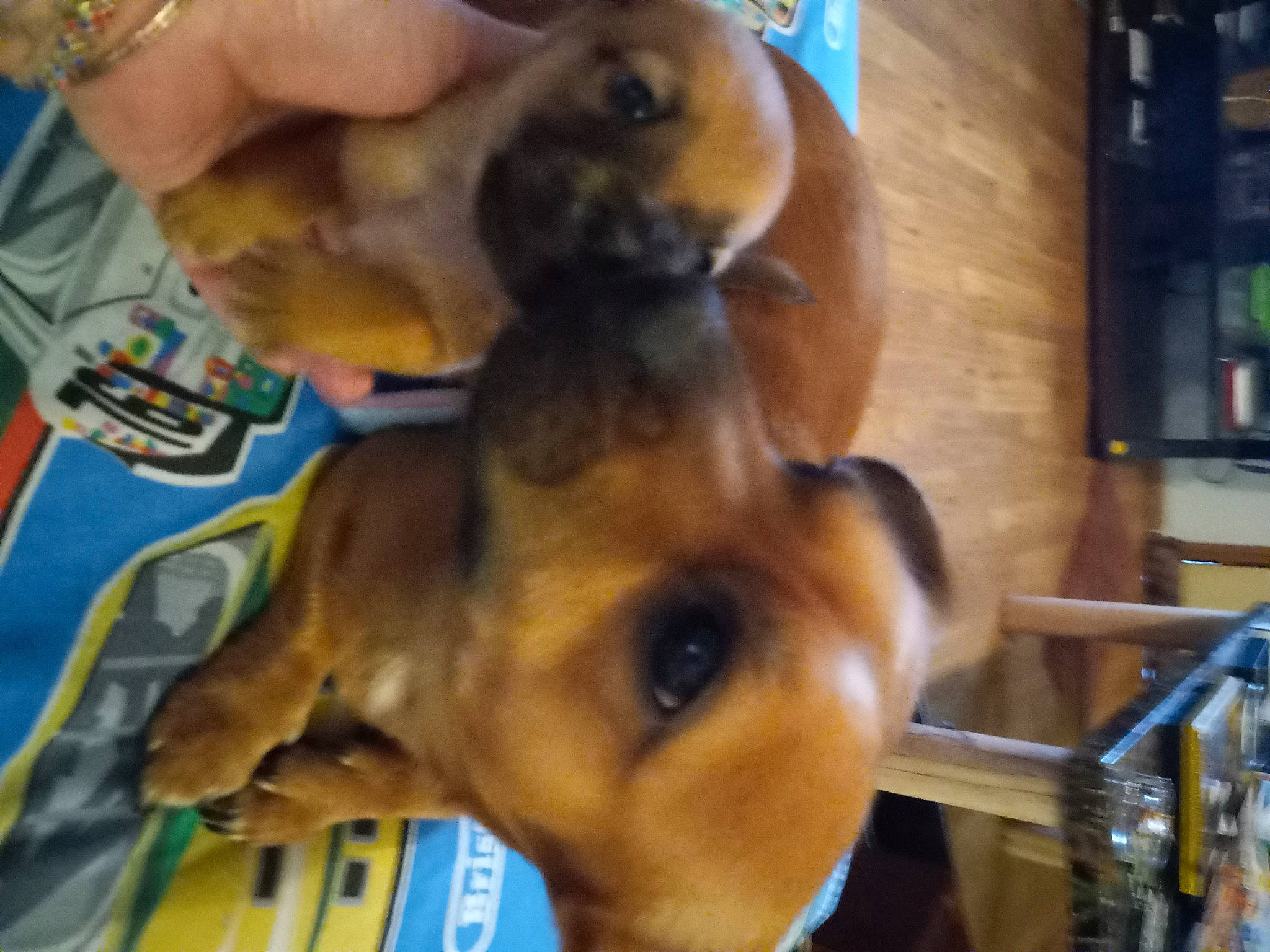 Simba is registered to the contest to win money with this photo: canidae, carnivore, companion_dog, dog, dog_breed, ear, fawn, fur, liver, nail, non_sporting_group, paw, pet_supply, picture_frame, shelf, snout, sporting_group, working_animal