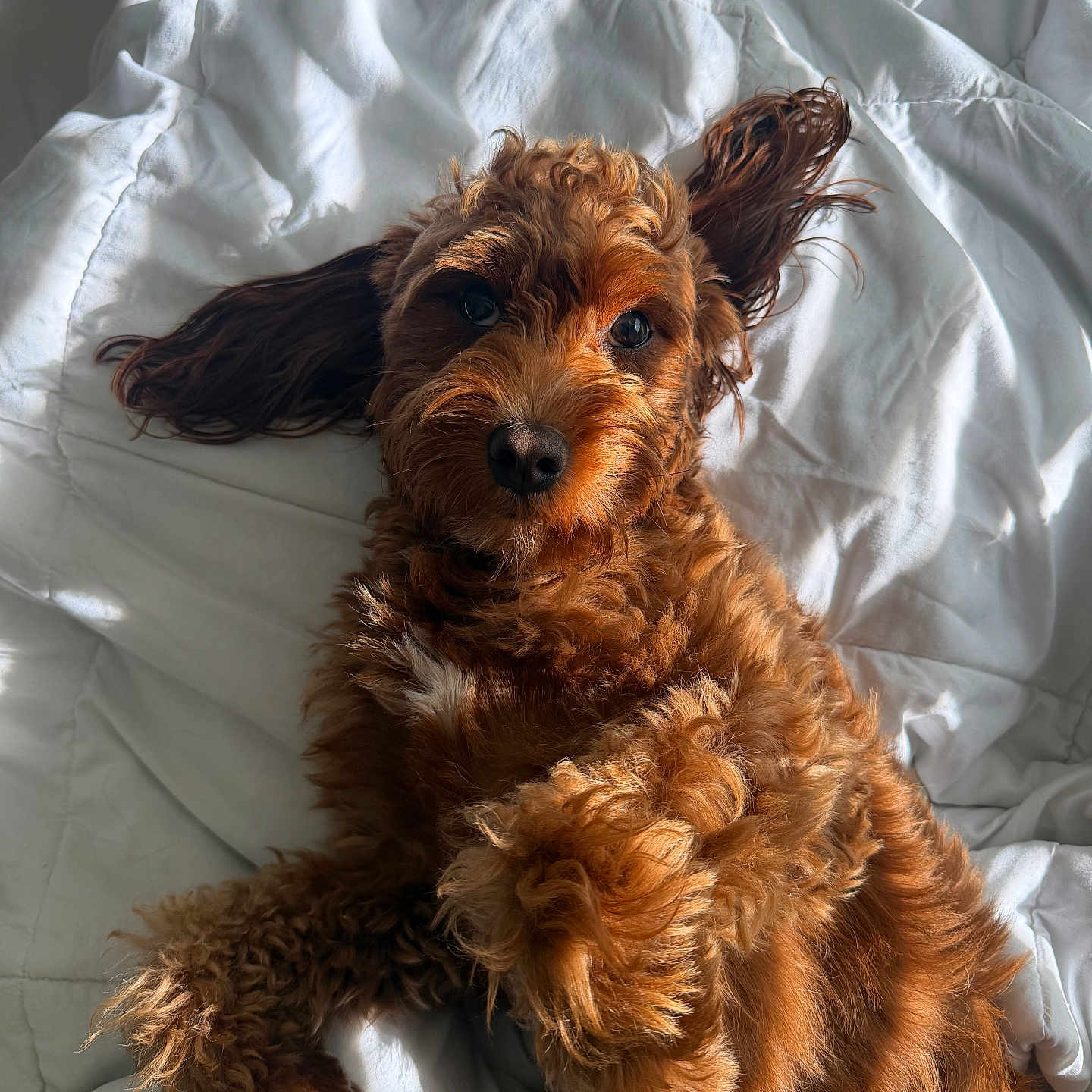 Koda