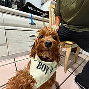 Koda joined the competition — help win amazing prizes! dog, bandana, indoor, kitchen, person, chair, floor, tile, counter, speaker, bottle, pet, furniture, brown_dog, canine, sitting, collar, human, casual_clothing, closeup