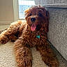 Koda is registered to the contest to win money with this photo: dog, brown_dog, curly_fur, indoor, carpet, couch, sunlight, window, collar, pet_tag, tongue_out, happy, resting, fluffy, cute, domestic_animal, canine, close_up, relaxing, home