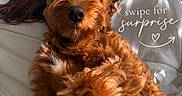 Koda is registered to the contest to win money with this photo: dog, brown_dog, curly_fur, pet, bed, white_bedspread, cute, portrait, animal, fluffy, domestic_animal, indoor, cozy, relaxed, looking_at_camera, text_overlay, playful, soft_light, close_up, adorable