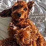 dog, brown_dog, curly_fur, pet, bed, white_bedspread, cute, portrait, animal, fluffy, domestic_animal, indoor, cozy, relaxed, looking_at_camera, text_overlay, playful, soft_light, close_up, adorable