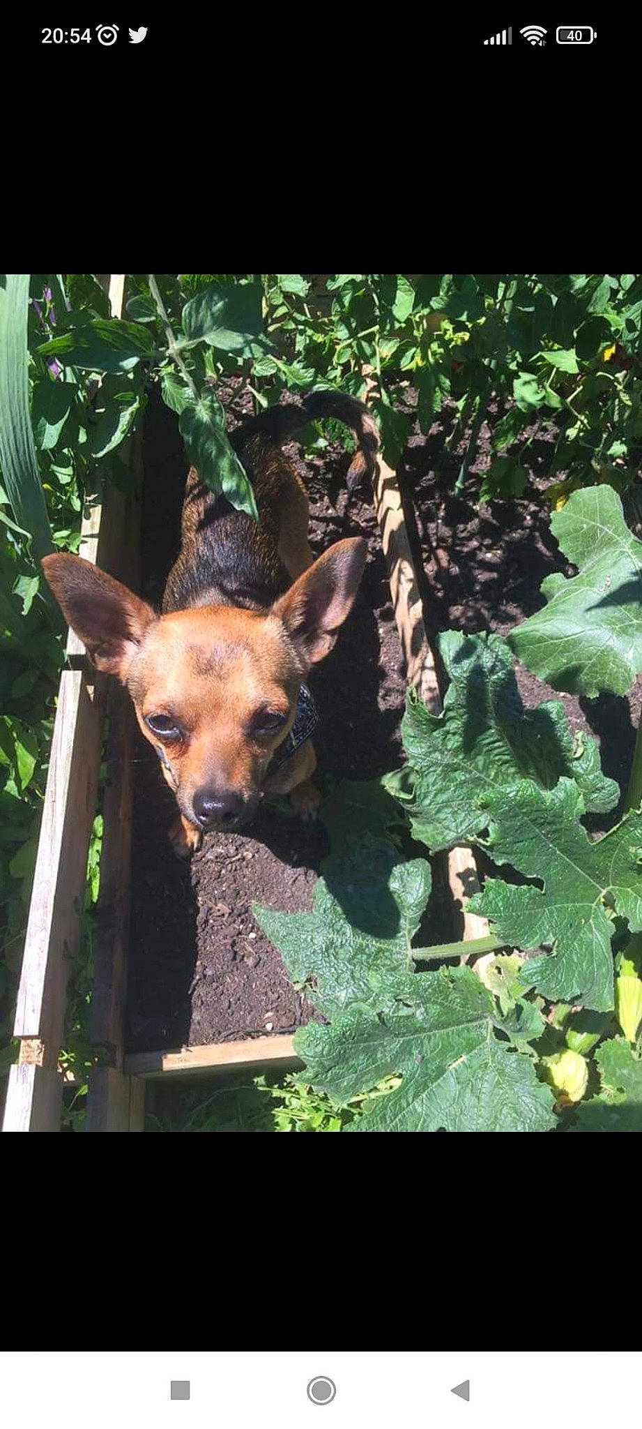 Hermès participe au concours pour gagner de l'argent avec cette photo : biome, canidae, carnivore, dog, dog_breed, fawn, grass, jungle, plant, snout, sporting_group, terrestrial_animal, terrestrial_plant, tree, trunk, wildlife, wood