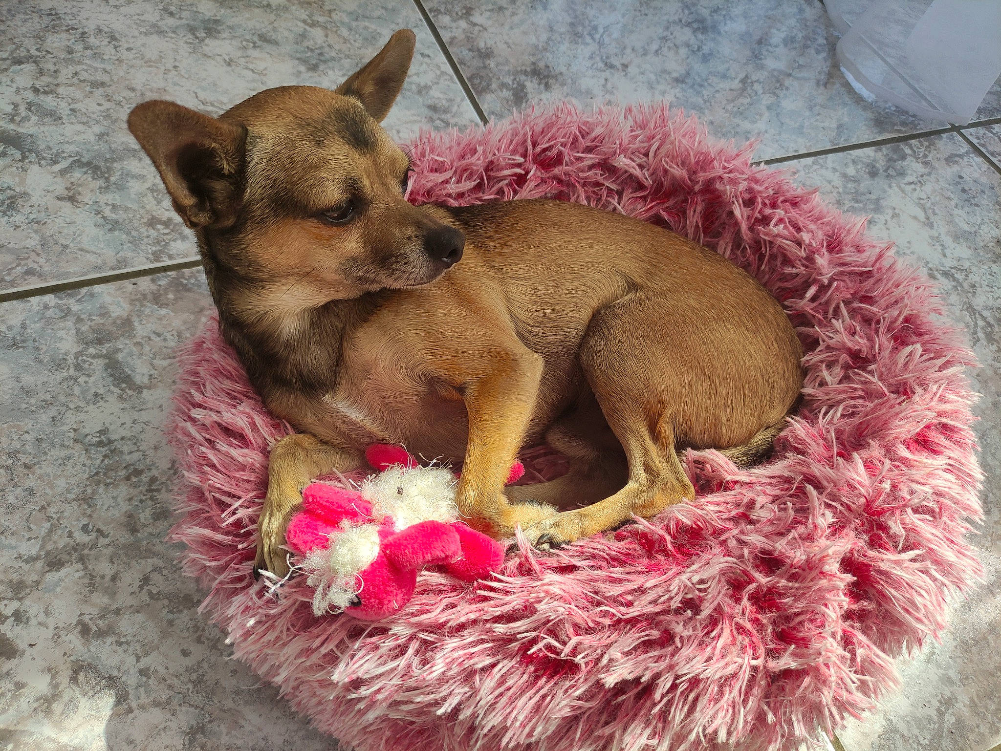 Hermès a rejoint le concours — aidez-le/la à gagner de superbes lots ! canidae, carnivore, companion_dog, dog, dog_breed, dog_supply, fawn, fur, liver, magenta, natural_material, paw, pet_supply, pink, snout, sporting_group, tail, terrestrial_animal, toy_dog, working_animal