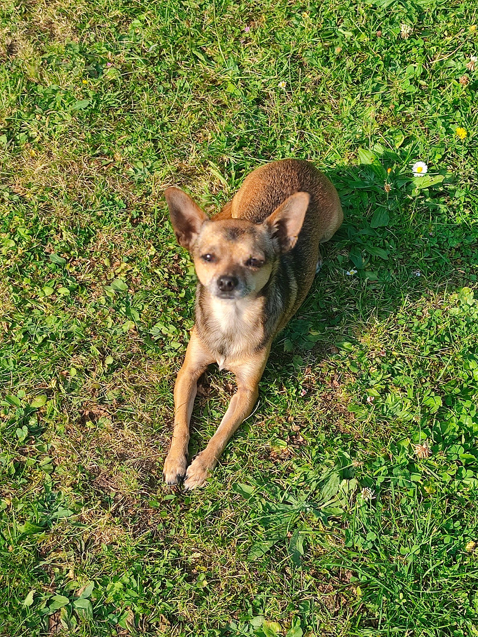 Hermès participe au concours pour gagner de l'argent avec cette photo : canidae, carnivore, companion_dog, corgi_chihuahua, dog, dog_breed, fawn, grass, grassland, groundcover, snout, soil, sporting_group, tail, terrestrial_animal, wildlife, working_animal