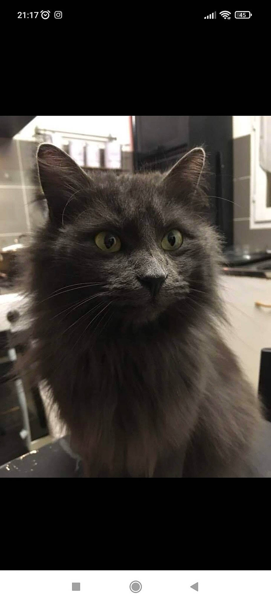 Joy participe au concours pour gagner de l'argent avec cette photo : british_longhair, carnivore, cat, comfort, domestic_short_haired_cat, felidae, fur, grey, mammal, monochrome, monochrome_photography, sitting, small_to_medium_sized_cats, snout, terrestrial_animal, whiskers, window