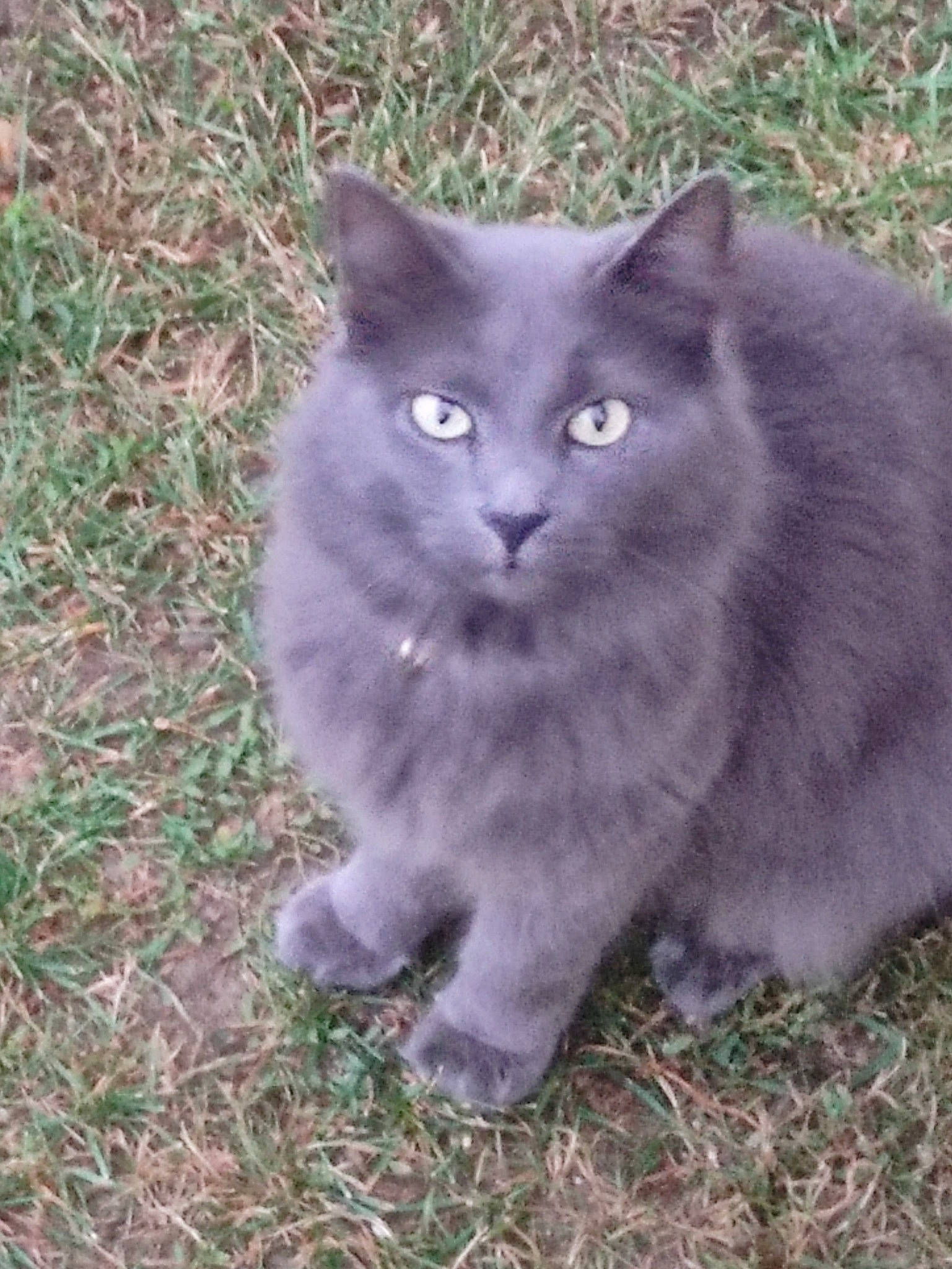 Joy participe au concours pour gagner de l'argent avec cette photo : annual_plant, british_longhair, carnivore, cat, domestic_short_haired_cat, eye, felidae, fur, grass, groundcover, plant, sitting, small_to_medium_sized_cats, snout, tail, terrestrial_animal, whiskers, window