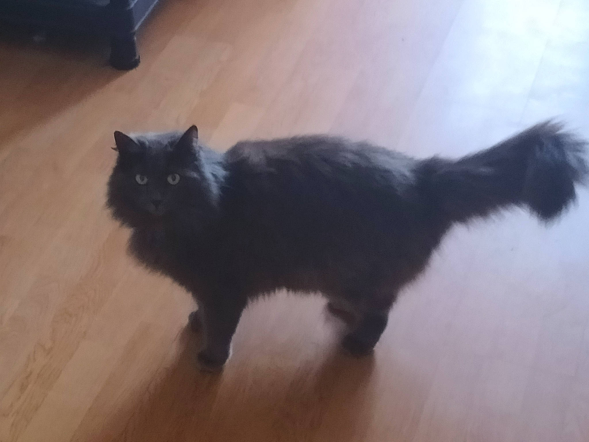 Joy a rejoint le concours — aidez-le/la à gagner de superbes lots ! black_cat, british_longhair, carnivore, cat, domestic_short_haired_cat, eye, felidae, floor, flooring, grey, hardwood, laminate_flooring, paw, small_to_medium_sized_cats, snout, tail, whiskers, window, wood, wood_stain