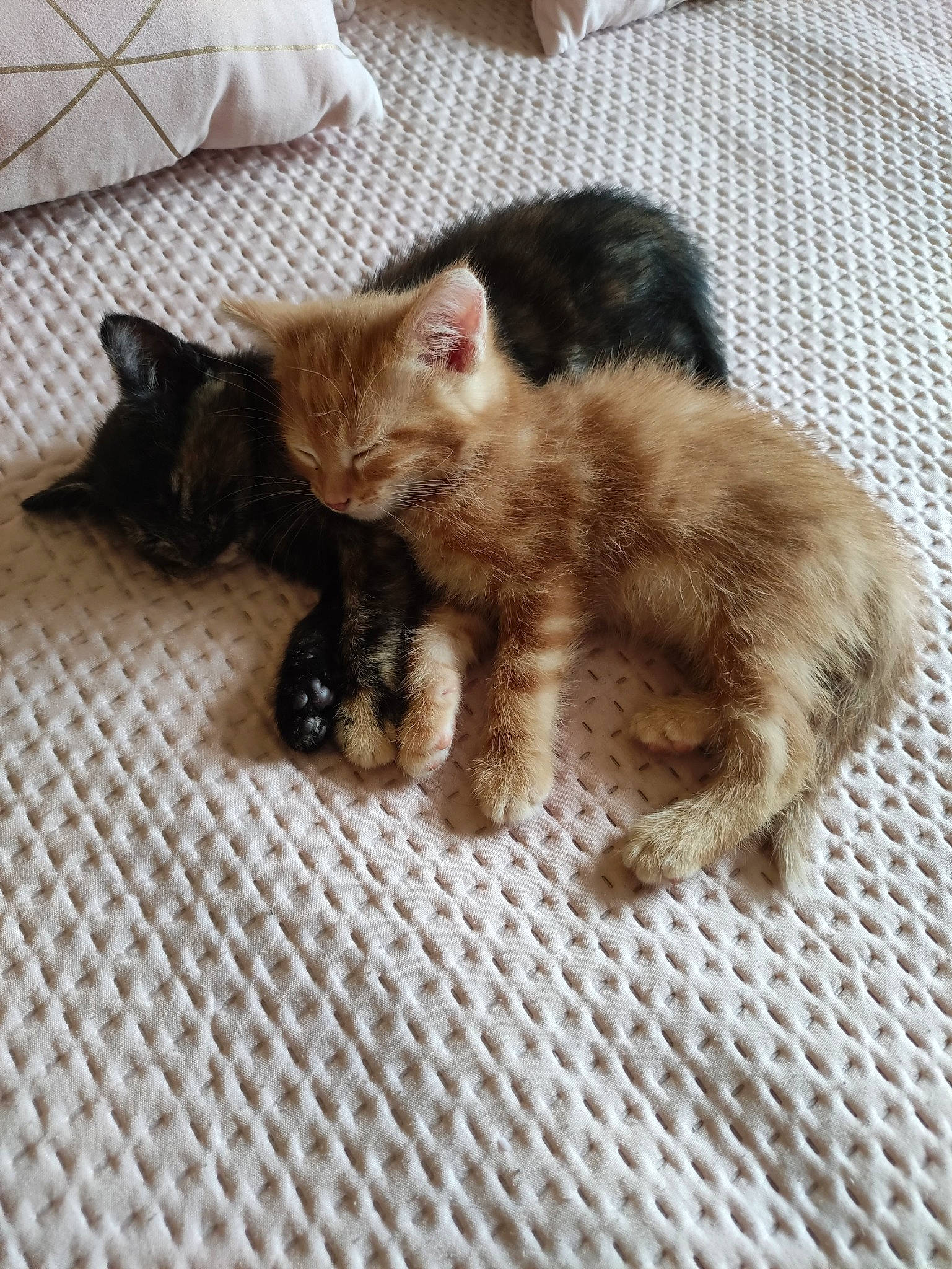 Garfield Et Fatou a rejoint le concours — aidez-le/la à gagner de superbes lots ! canidae, carnivore, cat, claw, comfort, domestic_short_haired_cat, fawn, felidae, flooring, fur, nap, paw, sitting, small_to_medium_sized_cats, snout, tail, terrestrial_animal, whiskers, wood, woven_fabric