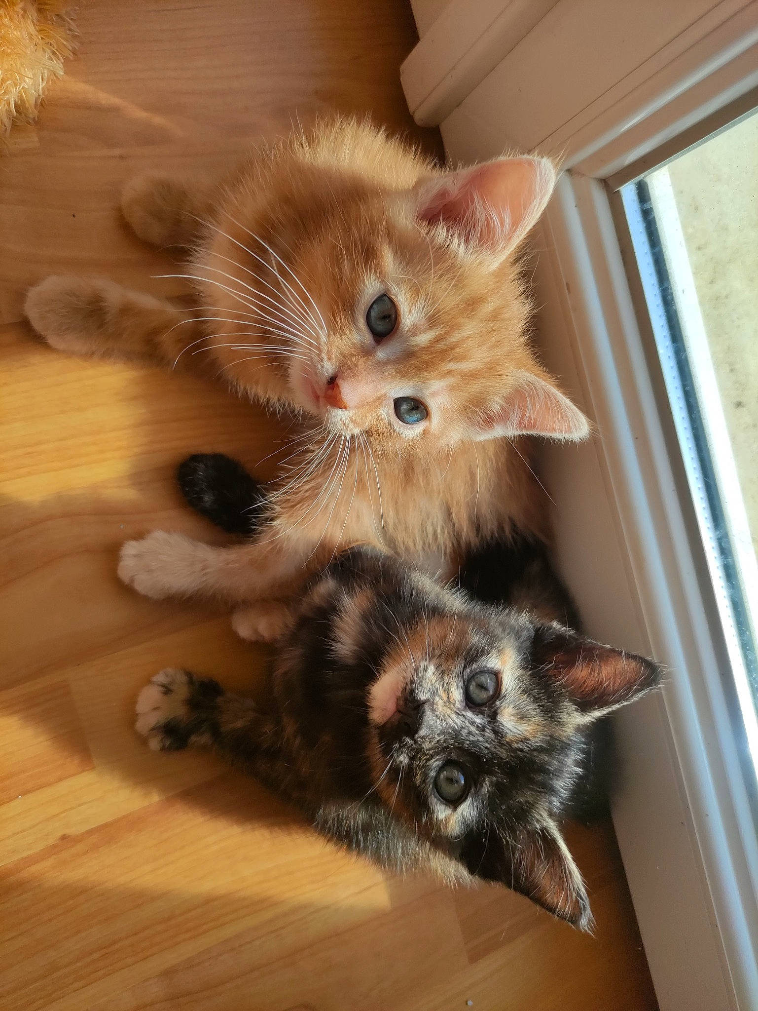 Garfield Et Fatou participe au concours pour gagner de l'argent avec cette photo : carnivore, cat, cat_toy, claw, domestic_short_haired_cat, fawn, felidae, floor, flooring, fur, hardwood, laminate_flooring, paw, small_to_medium_sized_cats, snout, tail, whiskers, window, wood, wood_flooring