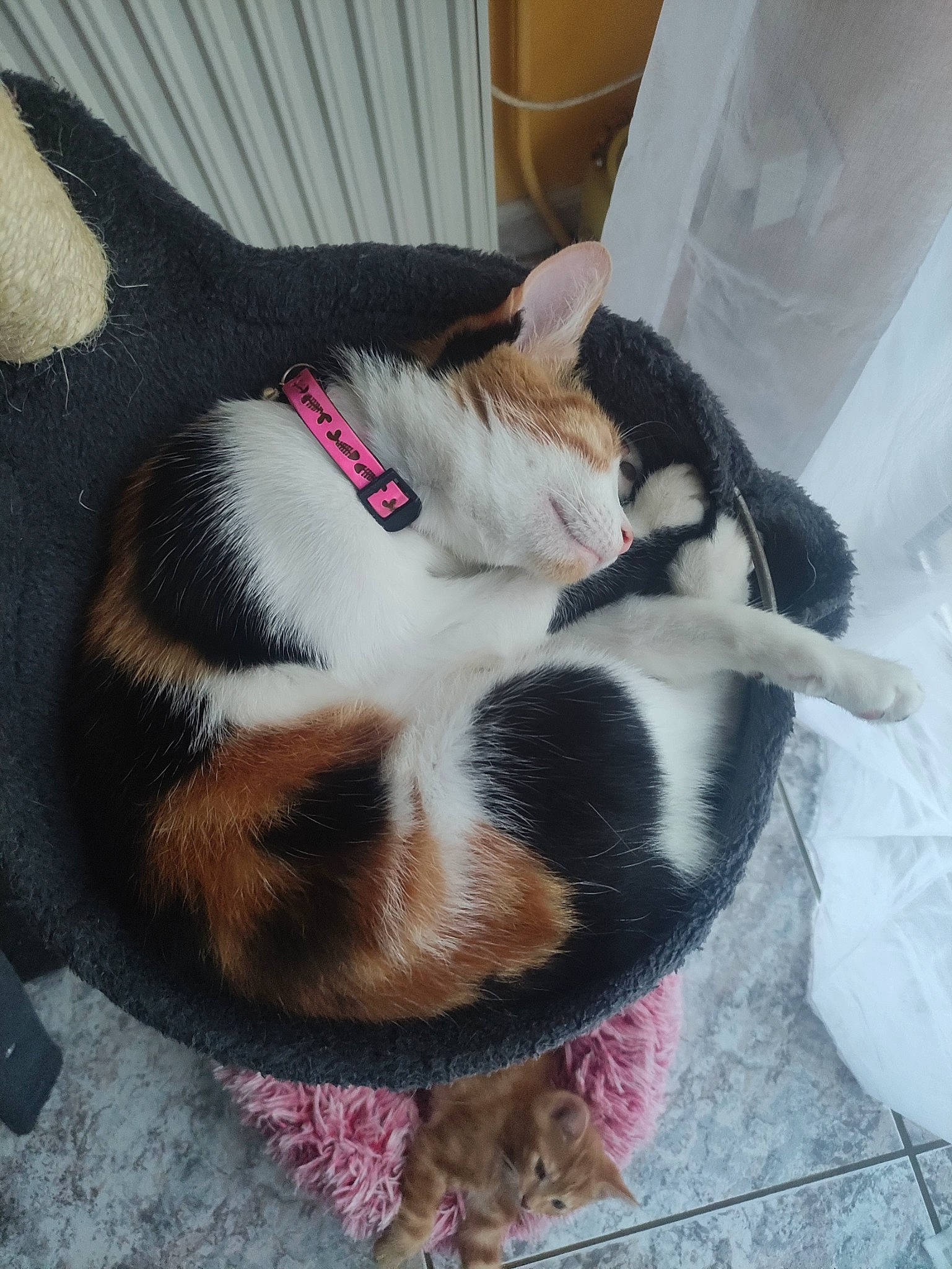 Clochette a rejoint le concours — aidez-le/la à gagner de superbes lots ! carnivore, cat, claw, cloud, collar, comfort, companion_dog, dog_breed, domestic_short_haired_cat, felidae, fur, human_leg, lap, leash, nap, paw, small_to_medium_sized_cats, tail, thigh, whiskers