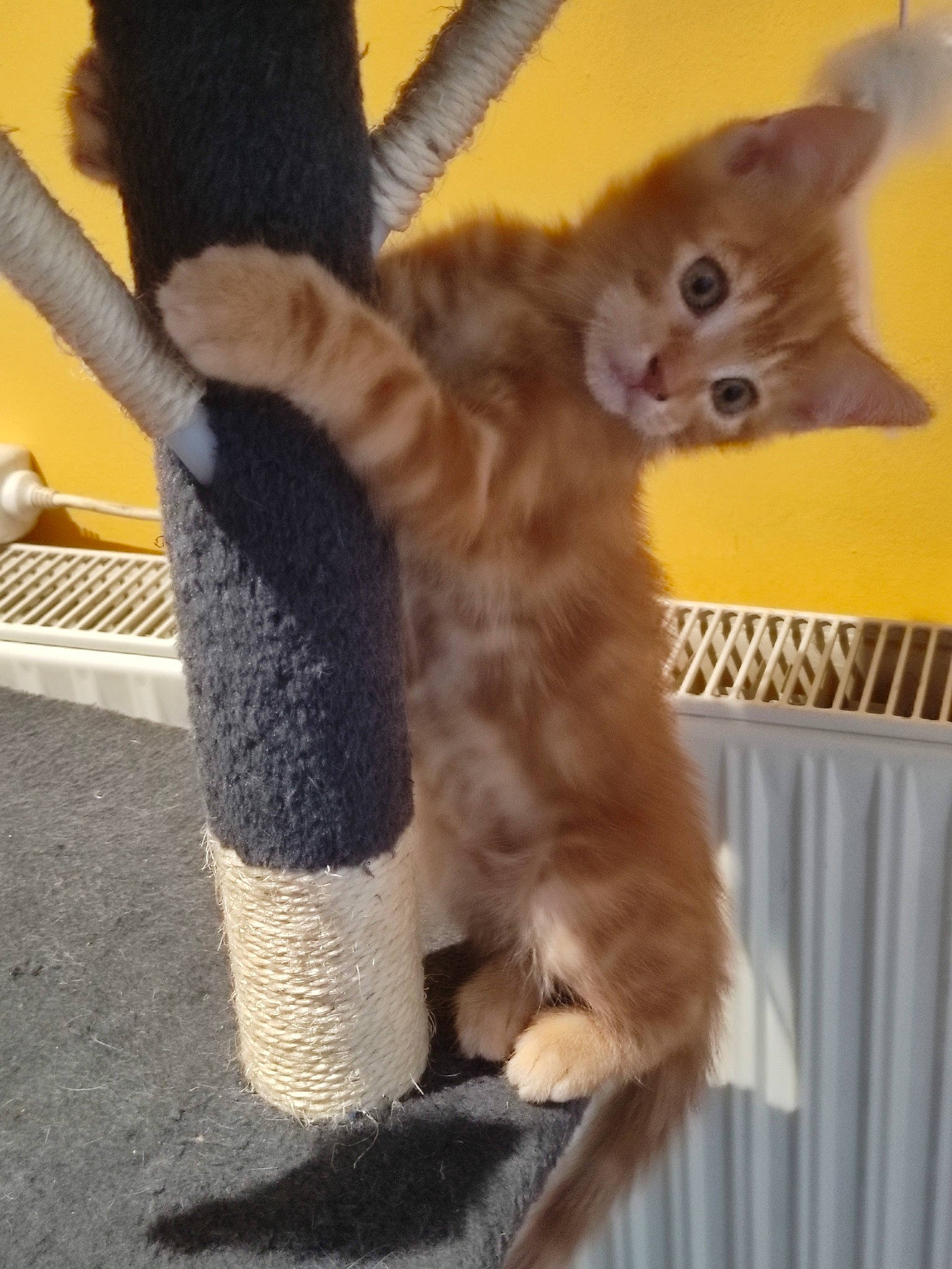 Garfield participe au concours pour gagner de l'argent avec cette photo : carnivore, cat, cat_supply, claw, domestic_short_haired_cat, fawn, felidae, fur, human_leg, paw, pet_supply, sitting, small_to_medium_sized_cats, snout, tail, whiskers