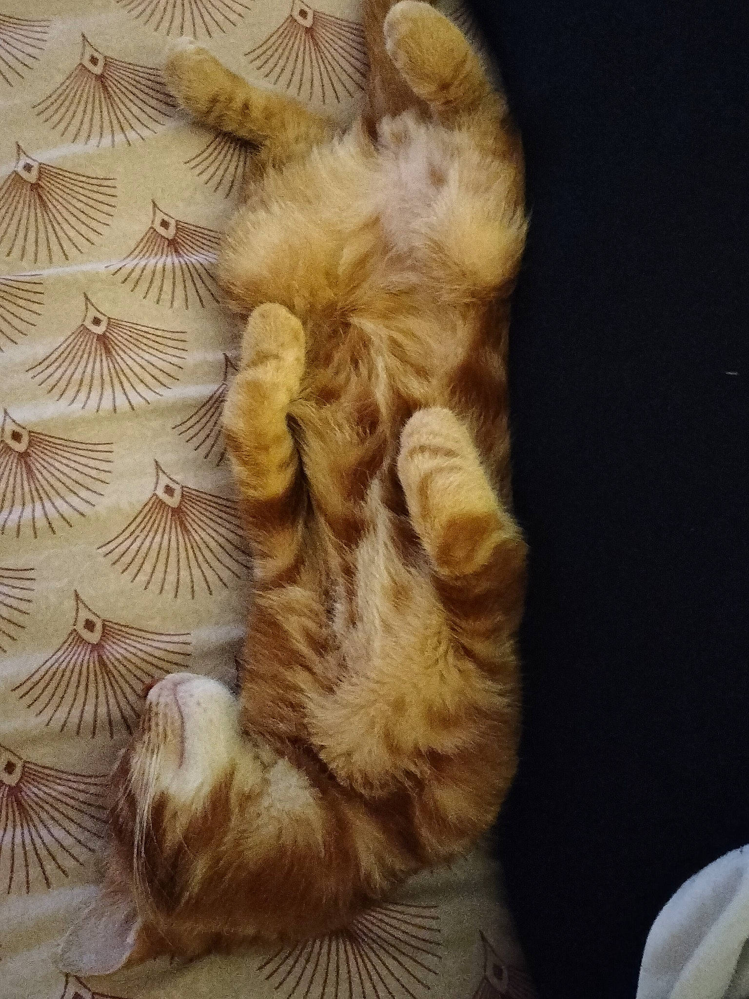 Garfield participe au concours pour gagner de l'argent avec cette photo : carnivore, cat, claw, comfort, domestic_short_haired_cat, ear, fawn, felidae, foot, fur, gesture, human_leg, metal, nap, paw, small_to_medium_sized_cats, snout, tail, whiskers, wood