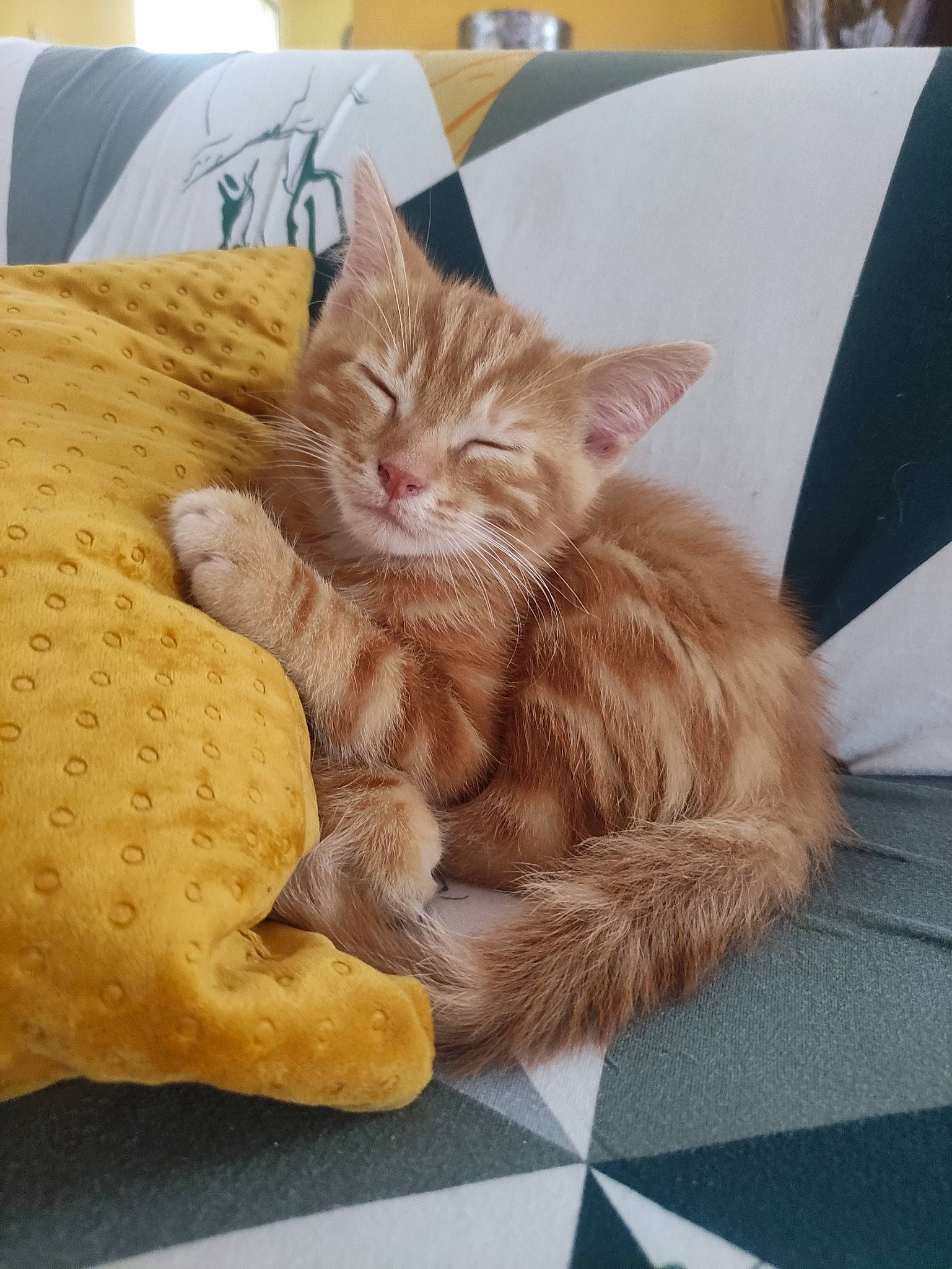 Garfield a rejoint le concours — aidez-le/la à gagner de superbes lots ! carnivore, cat, claw, comfort, domestic_short_haired_cat, fawn, felidae, flooring, fur, linens, nap, paw, pillow, sitting, small_to_medium_sized_cats, tail, whiskers, wood