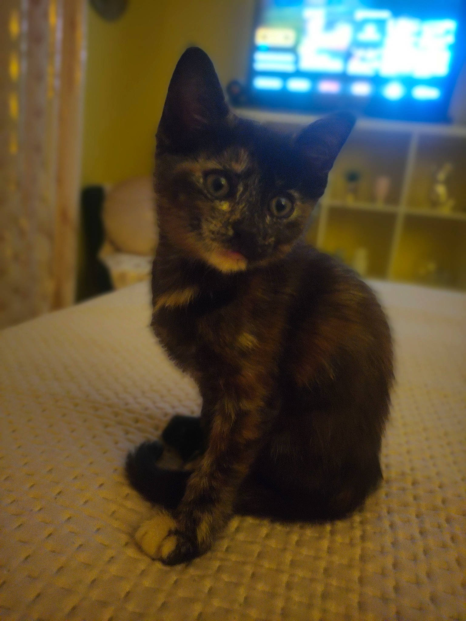 Fatou participe au concours pour gagner de l'argent avec cette photo : black_cat, carnivore, cat, claw, computer_keyboard, curtain, domestic_short_haired_cat, ear, electric_blue, felidae, flooring, fur, paw, sitting, small_to_medium_sized_cats, snout, tail, terrestrial_animal, whiskers, window