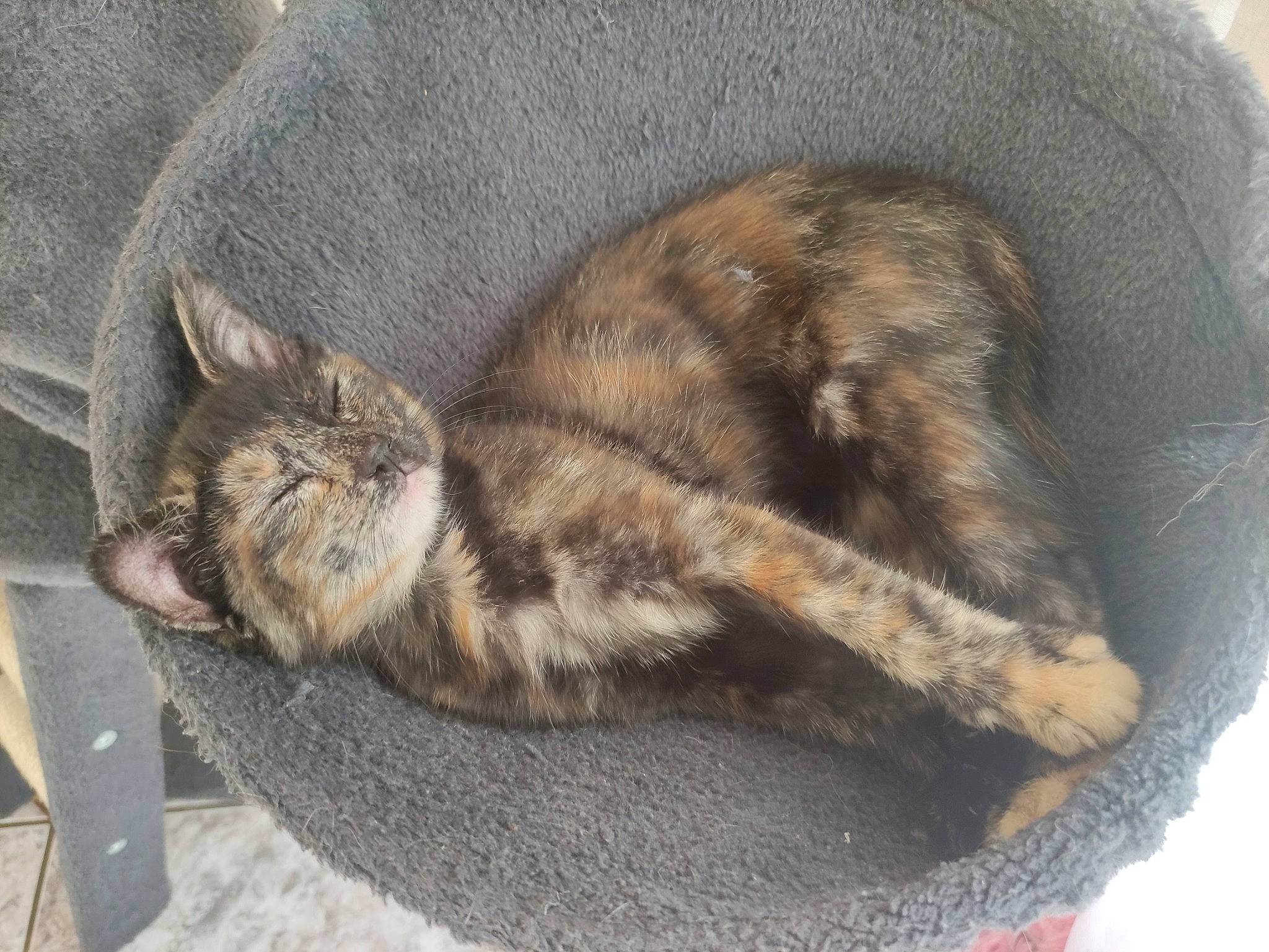 Fatou a rejoint le concours — aidez-le/la à gagner de superbes lots ! art, carnivore, cat, claw, comfort, domestic_short_haired_cat, fawn, felidae, fur, nap, paw, sleep, small_to_medium_sized_cats, snout, tail, terrestrial_animal, whiskers